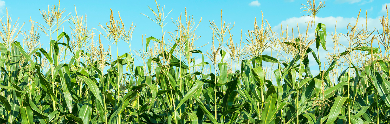 maize-banner