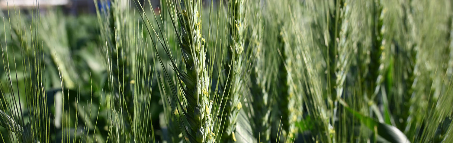 wheat-banner